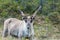 Wildlife portrait of a of reindeer in the wilderness in lappland/north sweden near arvidsjaur.