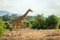 Wildlife portrait of a reticulated giraffe on safari in Samburu/Kenya/Africa with blurry green background.