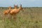 Wildlife portrait of three hartebeests in nairobi national park in kenya