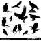 Wildlife. Predator birds set. Owls, eagles, kites birds silhouettes.