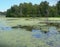 Wildlife preserve with forest tree line reflected in a lake