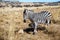 Wildlife preserve in Gauteng