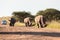 Wildlife Rhinos Tourists Wilderness