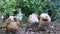 Wildlife rooster bantam group standing  in outdoor garden background