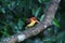 Wildlife Rufous Backed Kingfisher