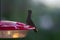 Wildlife: Rufous-tailed Hummingbird are medium sized but very territorial