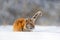 Wildlife Russia. Tiger, cold winter in taiga, Russia. Snow flakes with wild Amur cat.  Tiger snow run in wild winter nature.