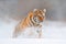 Wildlife Russia. Tiger, cold winter in taiga, Russia. Snow flakes with wild Amur cat.  Tiger snow run in wild winter nature.