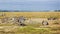 Wildlife in the savannah of Kenya. A group of zebras and wildebeests is resting on the yellow grass.