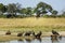 The wildlife of Savuti Marsh