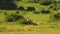 Wildlife scene of african cape fox encountering secretary bird. Wild wolf running near big bird, that intimidating foe