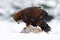 Wildlife scene with bird from winter nature. Golden Eagle with catch hare in snowy winter.