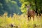 a wildlife scene featuring deer foraging in a meadow