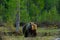 Wildlife scene from Finland nature. Big brown bear walking around lake in the morning sun. Beautiful light in the forest with dang