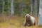 Wildlife scene from Finland near Russia bolder. Autumn forest with bear. Beautiful brown bear walking around lake with autumn colo