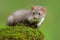 Wildlife scene, France. Stone marten, Martes foina, with clear green background. Beech marten, detail portrait of forest animal.