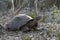 Wildlife scene of giant turtle in galapagos island