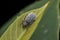 Wildlife scene image of a tiny weevil