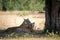 Wildlife scene of Mother Tiger and her cubs are under shadow or shade of big tree during one morning safari at Ranthambore