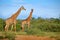 Wildlife scene from nature. Evening light Tshukudu, South Africa. Two giraffes near the forest, Drakensberg Mountains in the