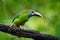 Wildlife scene from nature. Exotic bird, tropic forest. Small toucan. Blue-throated Toucanet, Aulacorhynchus prasinus, green touca