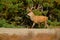 Wildlife scene, nature. Heath Moorland, autumn animal behaviour. Red deer, rutting season, Hoge Veluwe, Netherlands. Deer stag, b