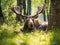 Wildlife scene from Sweden. Moose lying in grass under trees. Moose North America or Eurasian elk Eurasia Alces alces in the