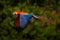 Wildlife scene from tropic nature. Red bird in the forest. Parrot flight in the green jungle habitat. Red parrot in fly. Scarlet M