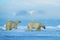 Wildlife scene with two polar bears from the Arctic. Polar bear couple cuddling on drift ice in Arctic Svalbard. Bear with snow an