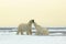 Wildlife scene with two polar bears from the Arctic. Two Polar bear couple cuddling on drift ice in Arctic Svalbard. Bear with