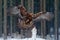 Wildlife scene from wild nature. Flying birds of prey golden eagle with large wingspan, photo with snow flake during winter, dark