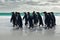 Wildlife scene from wild nature. Group of King penguins, Aptenodytes patagonicus, going from white sand to sea, artic animals in t