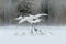 Wildlife scene from winter Asia. Two bird in flight.Two cranes in fly with swans. Flying white birds Red-crowned crane, Grus