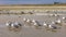 Wildlife scenery in the Great Salt Lake in Utah