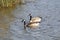 Wildlife Series - Canadian Geese - Canada Goose - Branta Canadensis