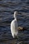 Wildlife Series - Snowy Egret - Egretta Thula