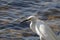 Wildlife Series - Snowy Egret - Egretta Thula