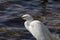 Wildlife Series - Snowy Egret - Egretta Thula