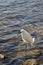 Wildlife Series - Snowy Egret - Egretta Thula