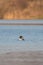 Wildlife shot of Common merganser Mergus merganser on the pond.