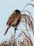 Wildlife shot of Common Reed Bunting Emberiza schoeniclus on the grass.