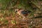 Wildlife shot of Eurasian jay Garrulus glandarius on the grass.