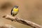 Wildlife shot of Grey Wagtail Motacilla cinerea on the branch.