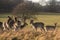 Wildlife: Some of the Richmond Park population of Red and Fallow Deer. Richmond Park, London, UK. 1