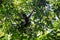 Wildlife: Spider Monkeys are territorial in the Wild