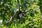 Wildlife: Spider Monkeys are territorial in the Wild