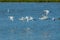 Wildlife - Spoonbills