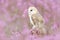 Wildlife spring art scene from nature with bird. Beautiful nature scene with owl and flowers. Barn Owl in light pink bloom, clear