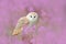 Wildlife spring art scene from nature with bird. Owl in meadow habitat. Beautiful nature scene with owl and flowers. Barn Owl in l