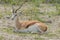 Wildlife - Springbok